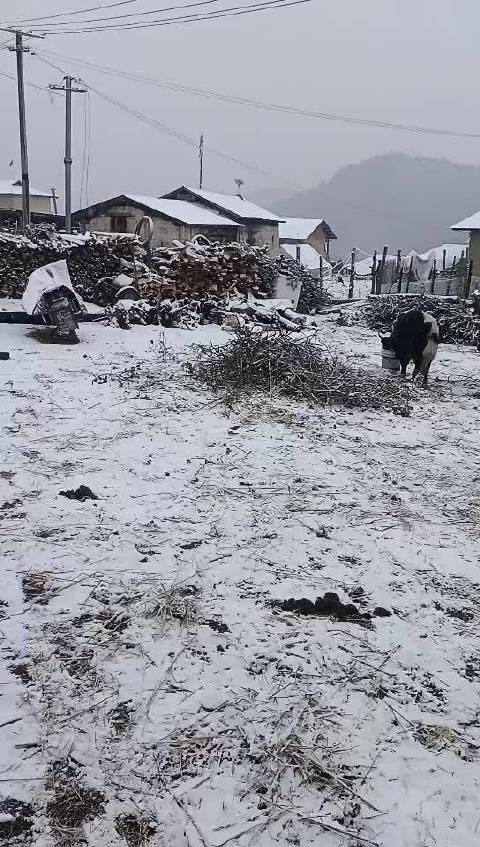 雪科村最新天气预报更新通知