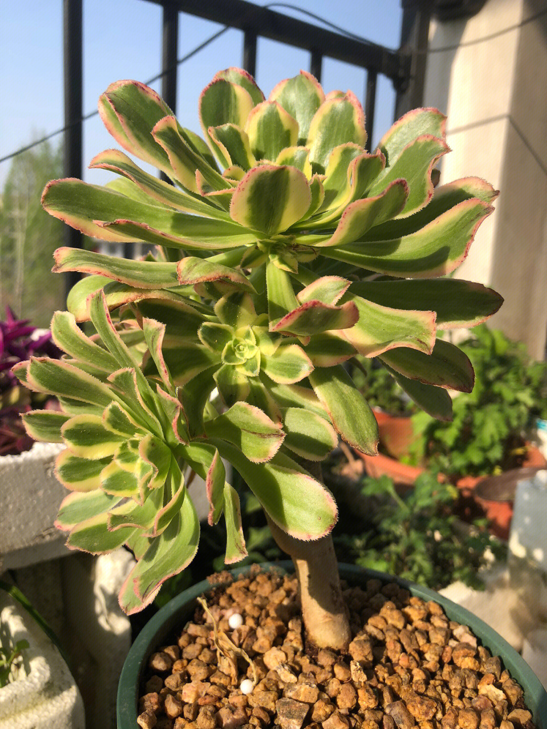 炉法师最新动态，引领行业新潮流，探索前沿手艺