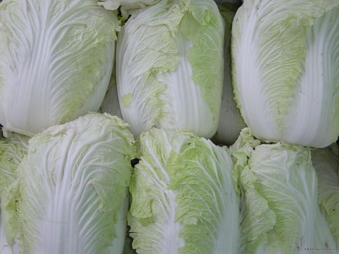 最新注册白菜网，探索与体验之旅